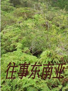 逃到缅北