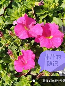 阅读萍萍的日记,回答下面的问题